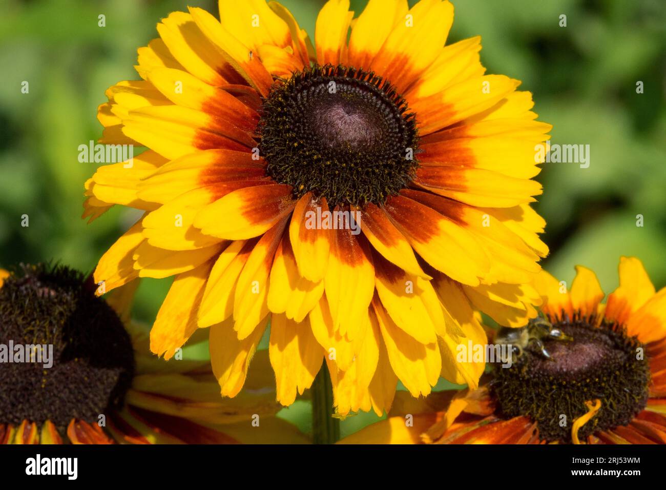 Rudbeckia flower head, Rudbeckia hybrida, Summerdaisys, Gloriosa Daisy Rudbeckia 'Compact Double Dark Ring' Stock Photo