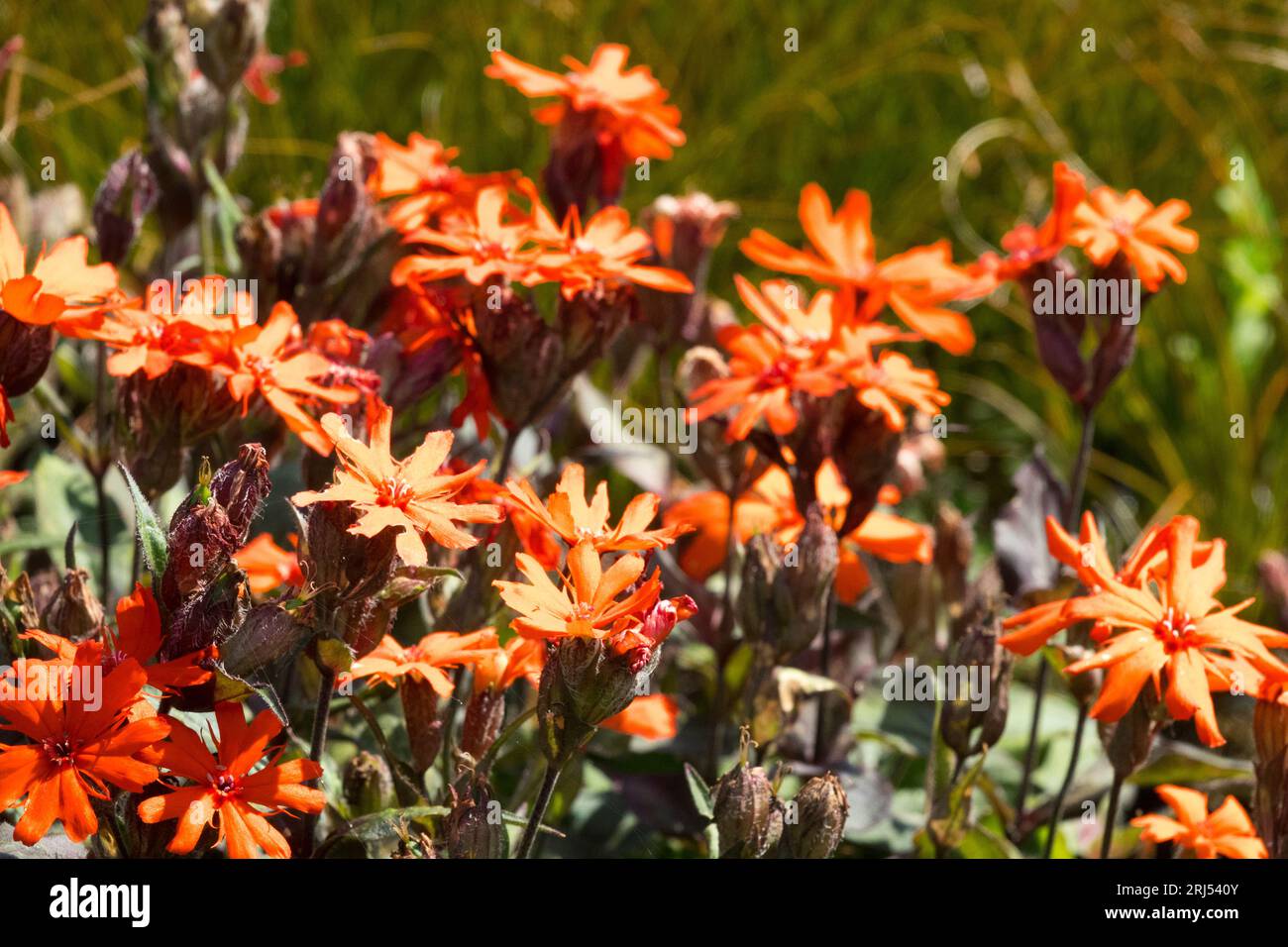 Lychnis arkwrightii 'Vesuvius' orange flowers Stock Photo