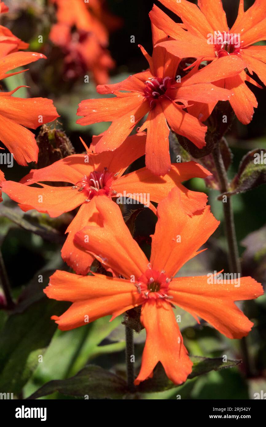 Orange, Flower, Silene arkwrightii 'Vesuvius' Lychnis plant Stock Photo