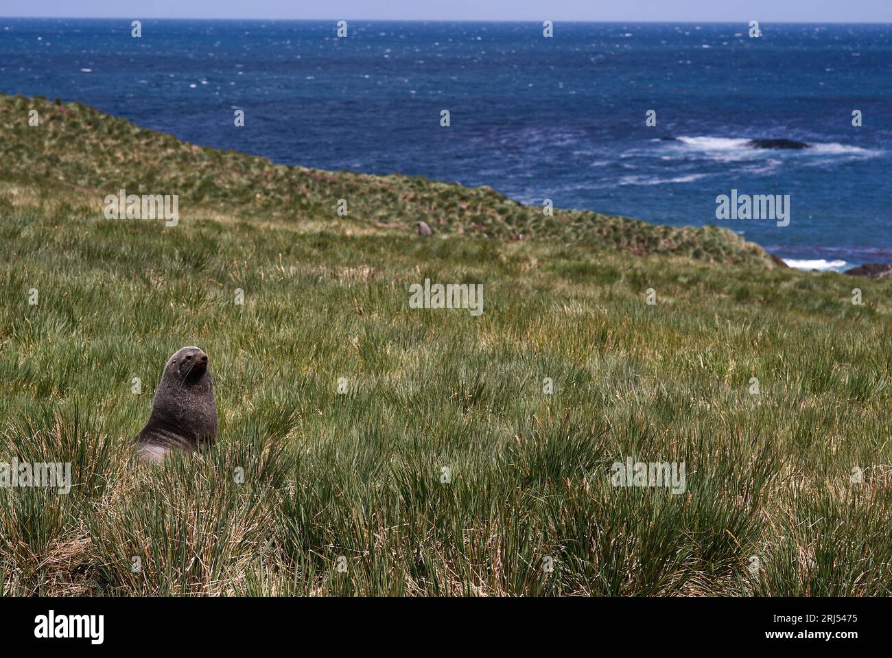 A fur seal in tussock grass Stock Photo - Alamy