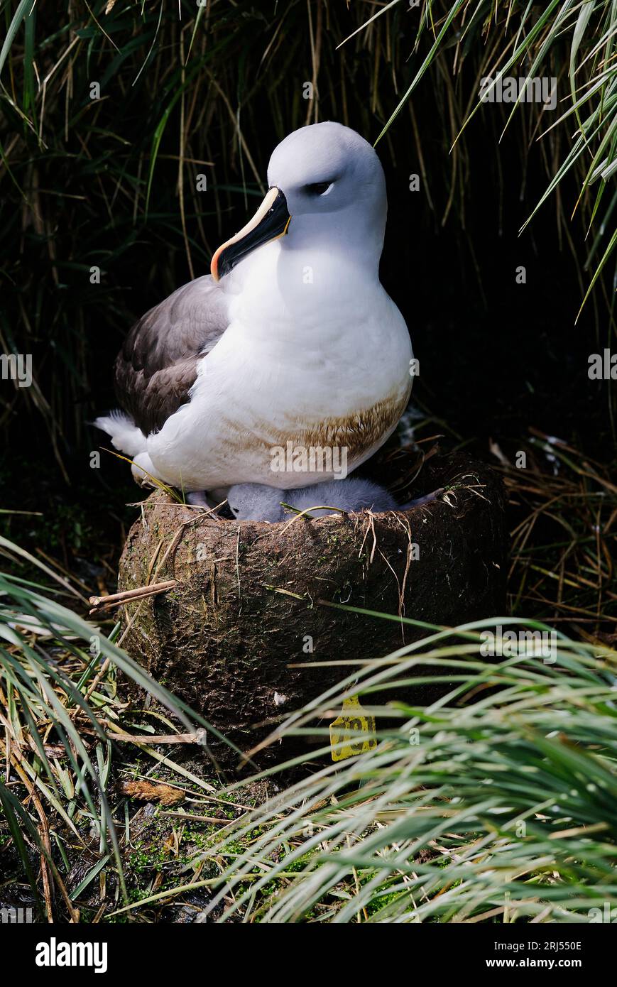 Antarctica albatross person hi-res stock photography and images - Alamy