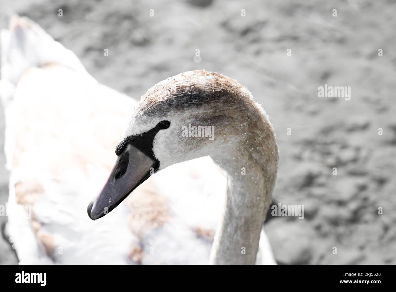 Portrait of a young swan. Cygnus. Stock Photo
