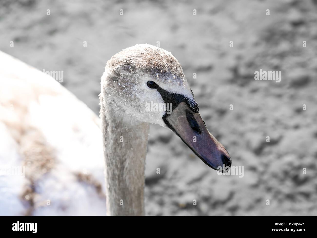 Portrait of a young swan. Cygnus. Stock Photo