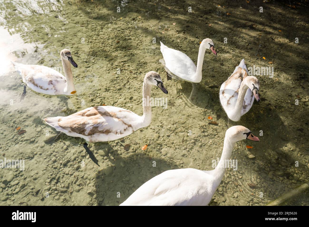 Portrait of a young swan. Cygnus. Stock Photo