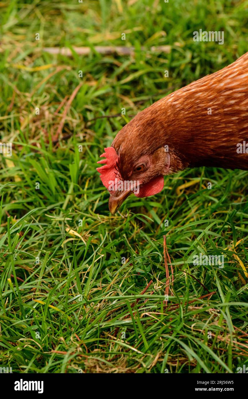 Happy Hens searching Grass for bugs and grubs Stock Photo