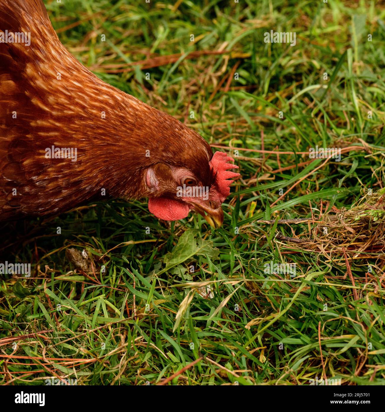 Happy Hens searching Grass for bugs and grubs Stock Photo
