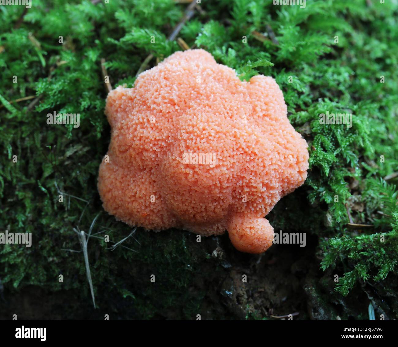 Red Raspberry Slime Mould - Tubifera arachnoidea - macro Stock Photo