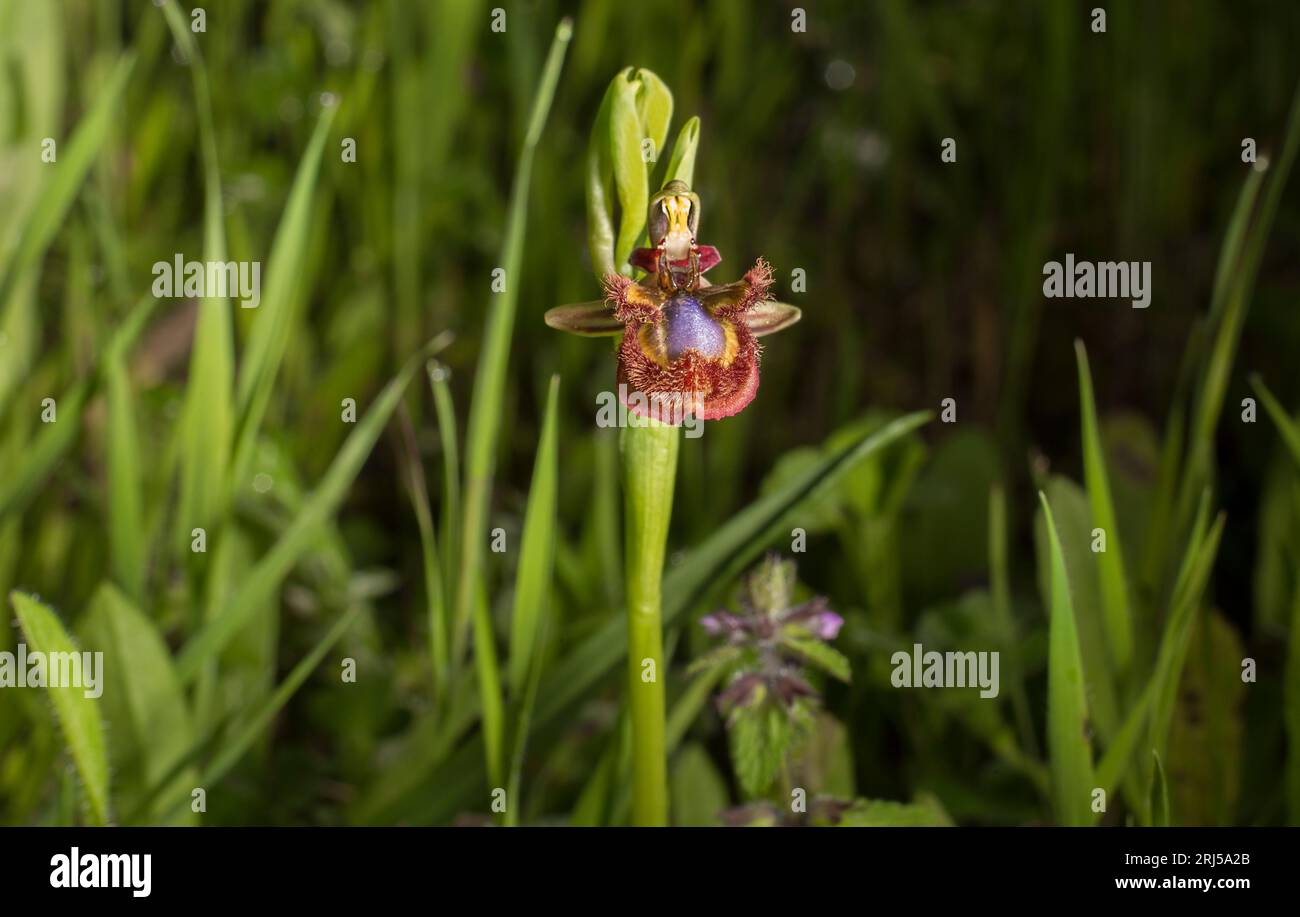 Beautiful wild orchid ophrys speculum also known as t the mirror Stock Photo