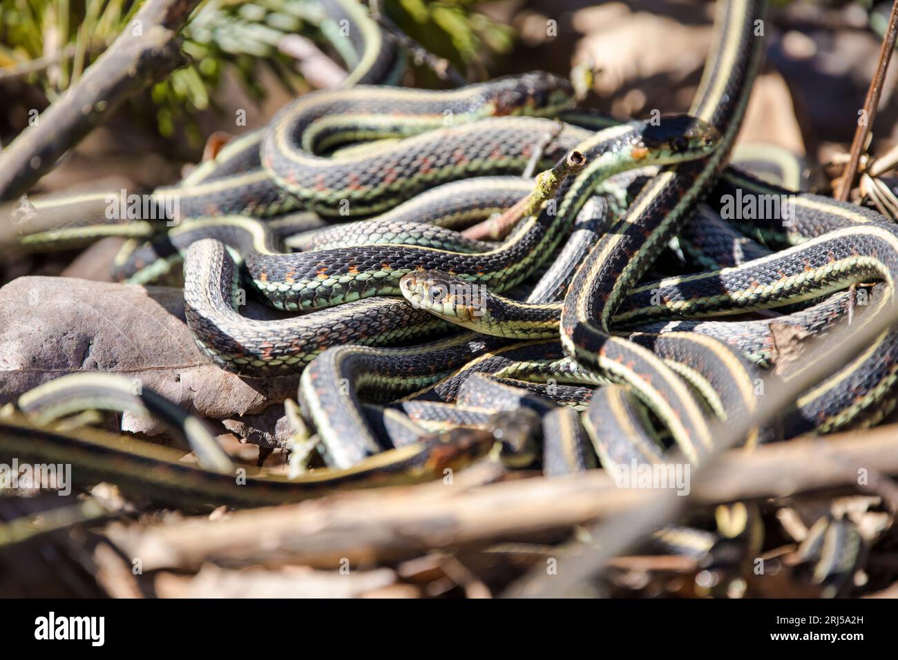 Garter snake in mating snake ball Stock Photo