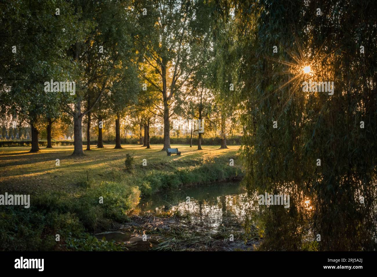 River image with sunburst and weeping willow trees in evening light Stock Photo