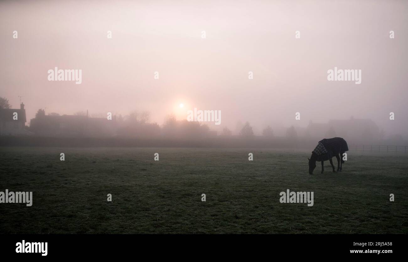 Horse in the sunrise on field in Bledington in the Cotswolds Stock Photo