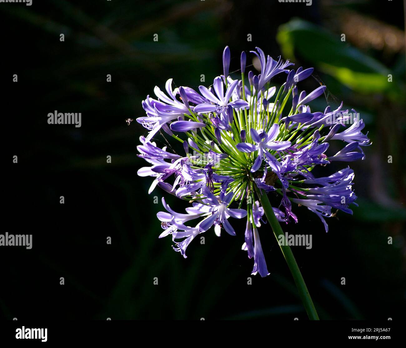 Single round head of Agapanthus Blue flowers, Agapanthus praecox, native to Africa, in Australian garden. Black background, copy space. Stock Photo