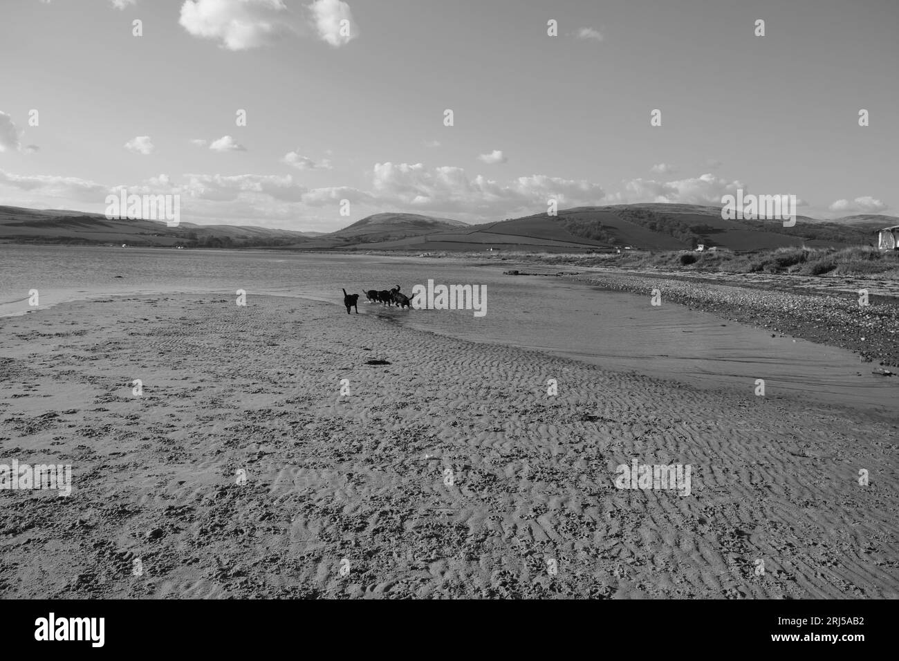 Dogs playing on a beach Stock Photo - Alamy