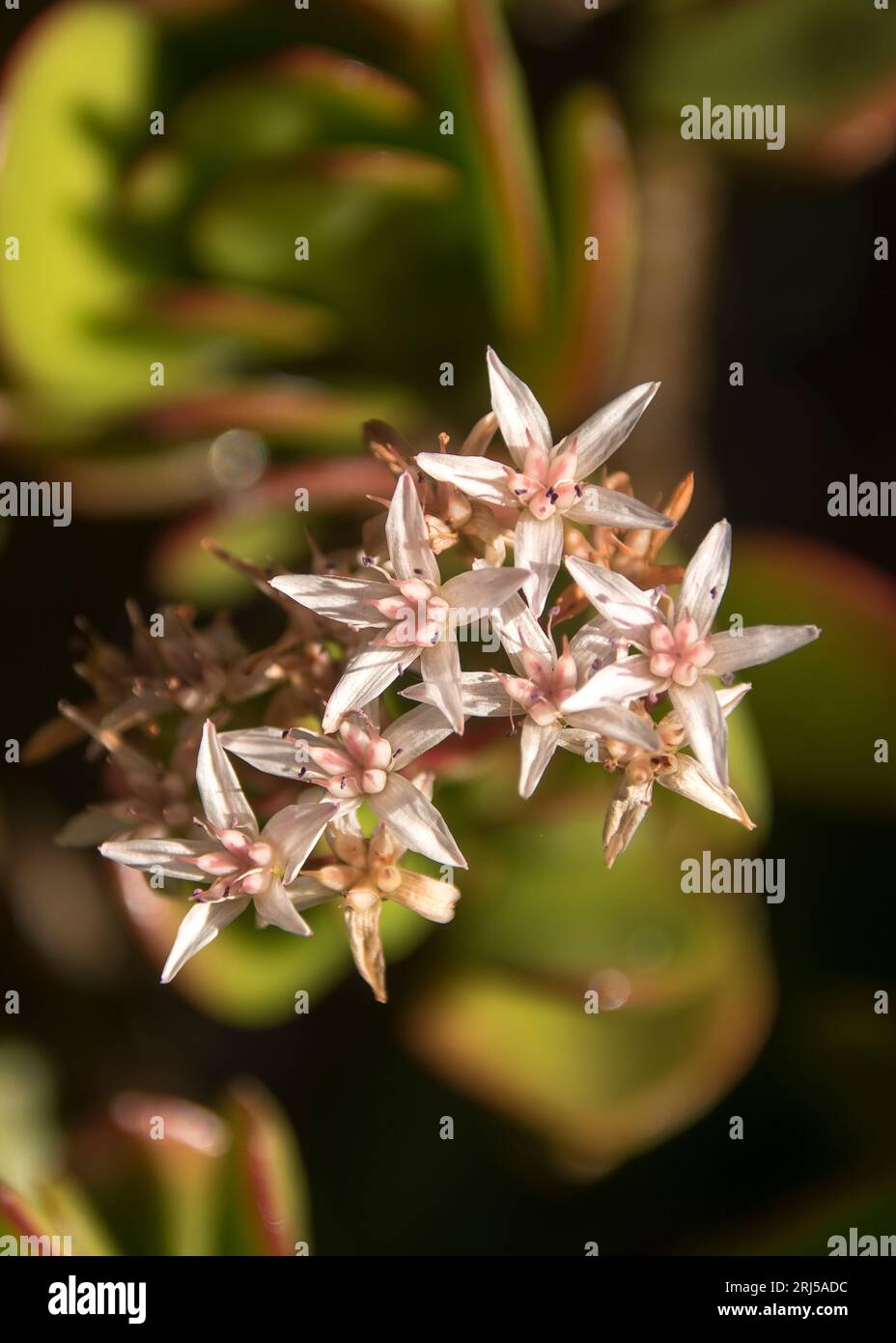 Cluster of flowers of a Jade plant, Crassula ovata Pink, money tree, lucky plant in Queensland garden, Australia. Succulent native to South Africa. Stock Photo