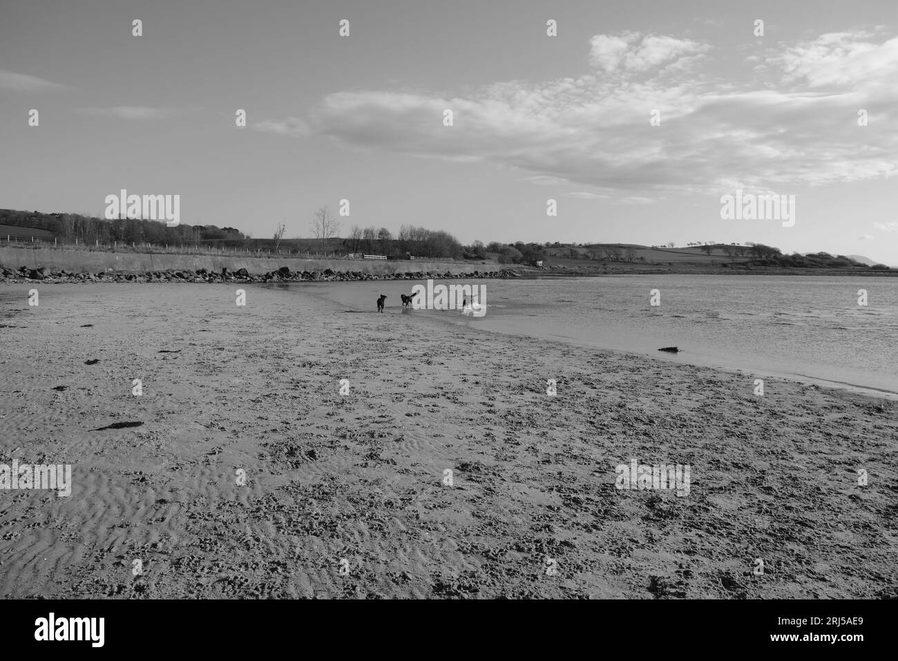 Dogs playing on a beach Stock Photo - Alamy