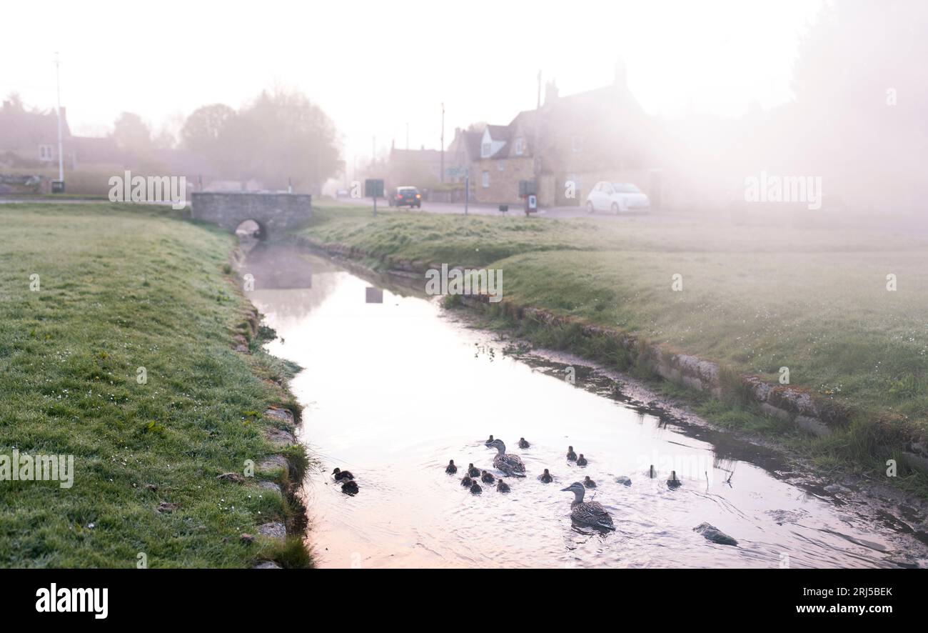 Ducks with baby ducks swimming in a stream in the british country side Stock Photo