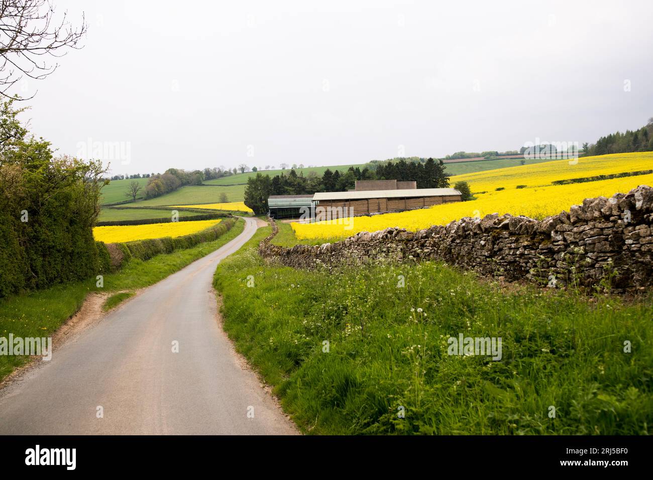 Rapeseed field in the british countryside of The Cotswolds Stock Photo