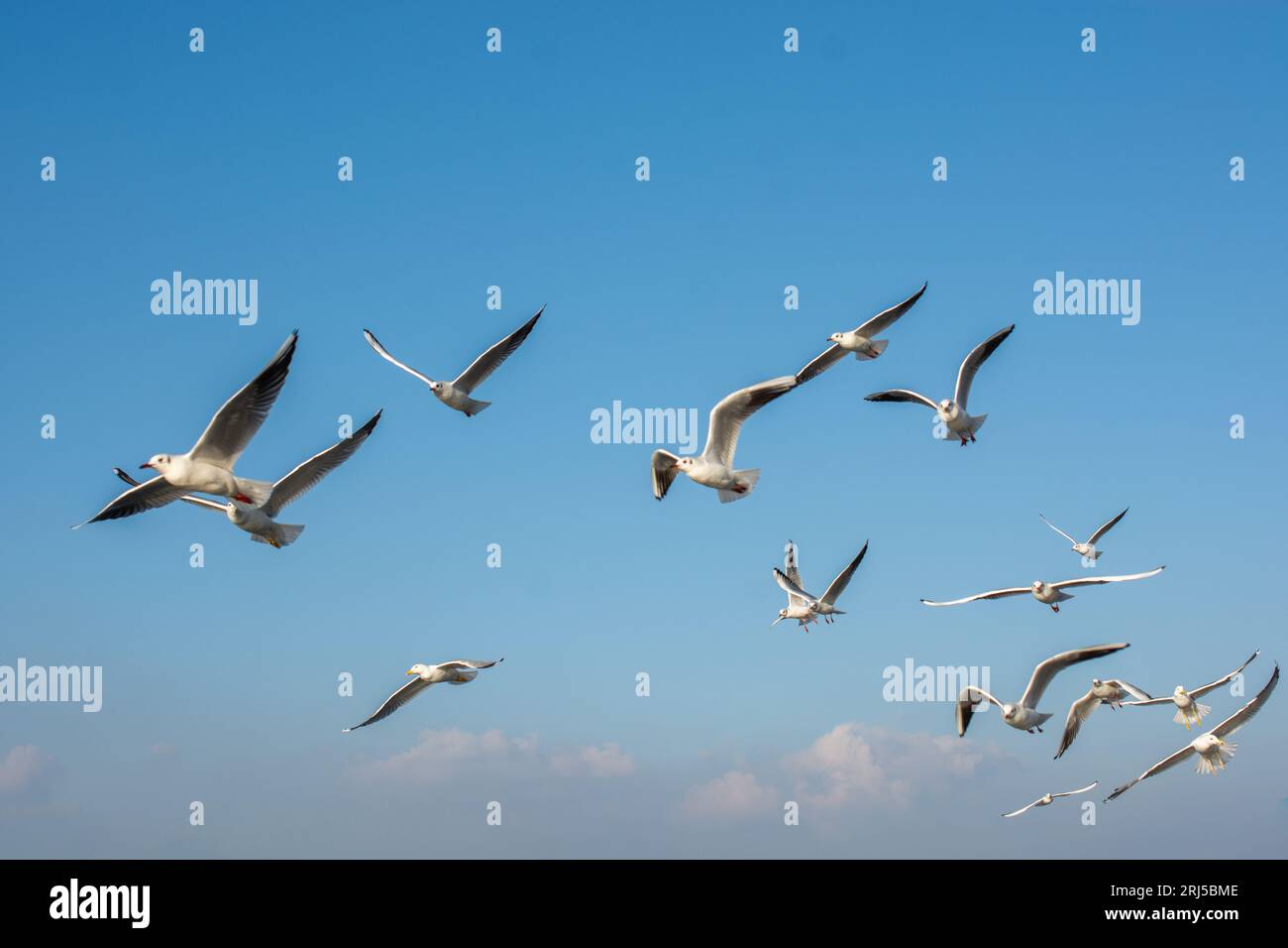 flock of seagulls flying over the sea Stock Photo - Alamy