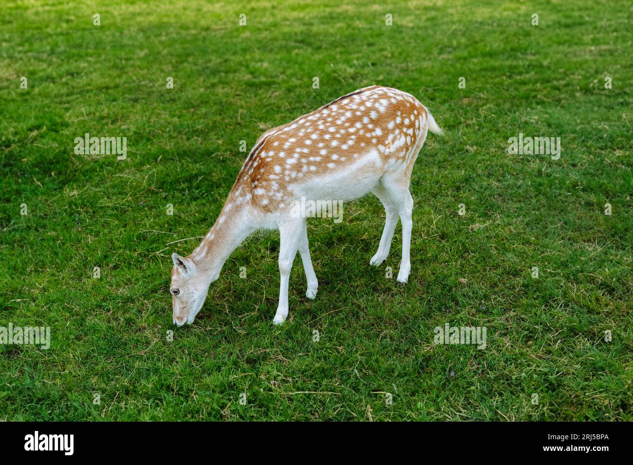 Young female fallow deer pinching grass. Stock Photo