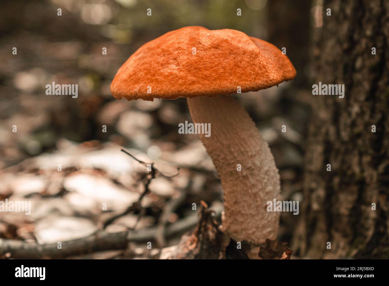 Edible mushrooms Boletus close-up in the forest. Stock Photo