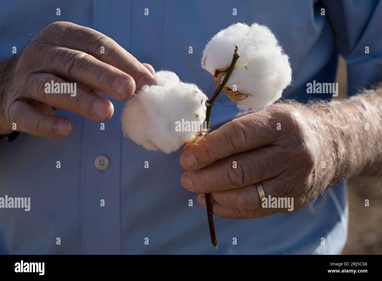 Cotton field and farmer hi-res stock photography and images - Alamy
