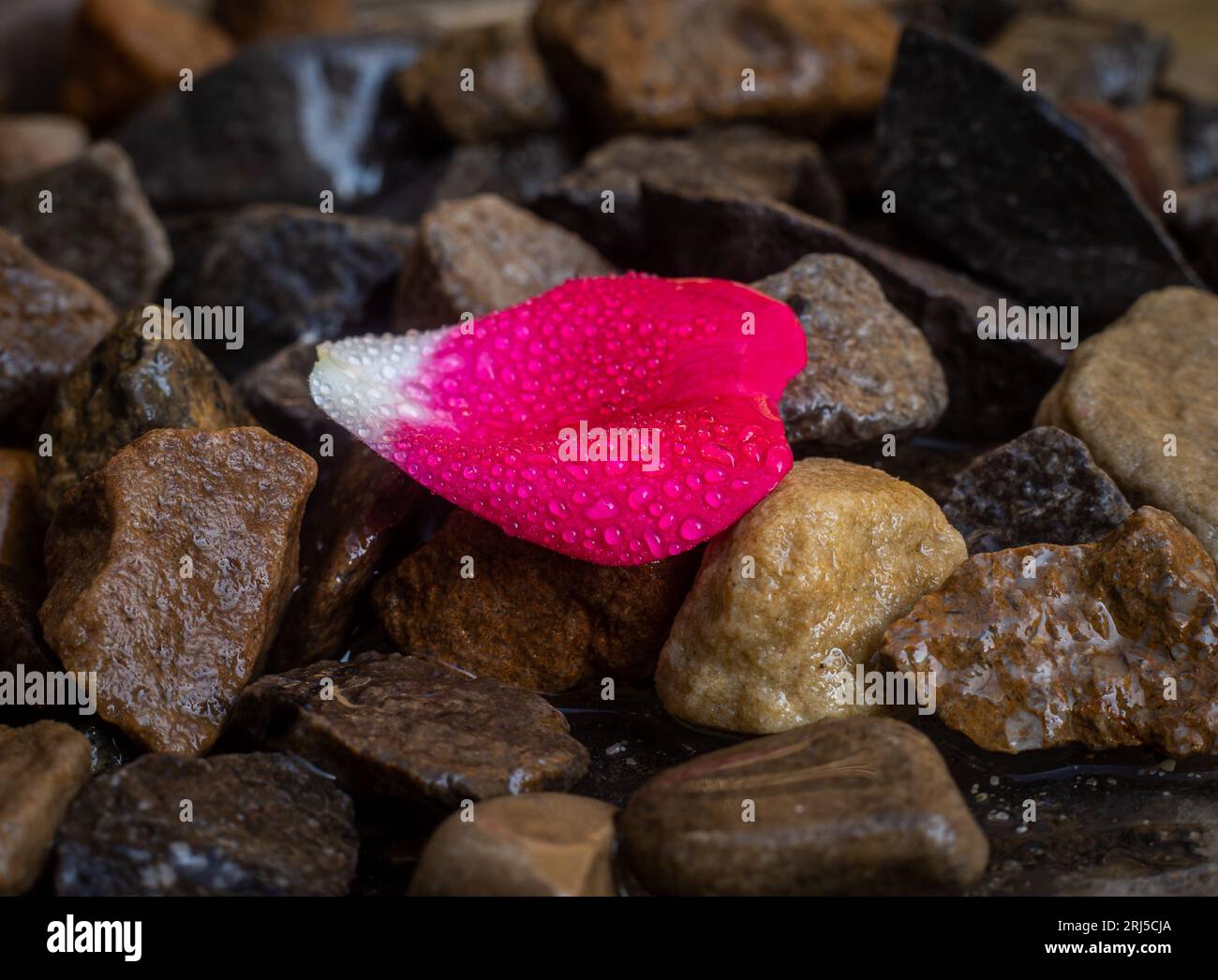 Flower Petal Rocks Gravel on flower bed hi-res stock photography and images - Alamy