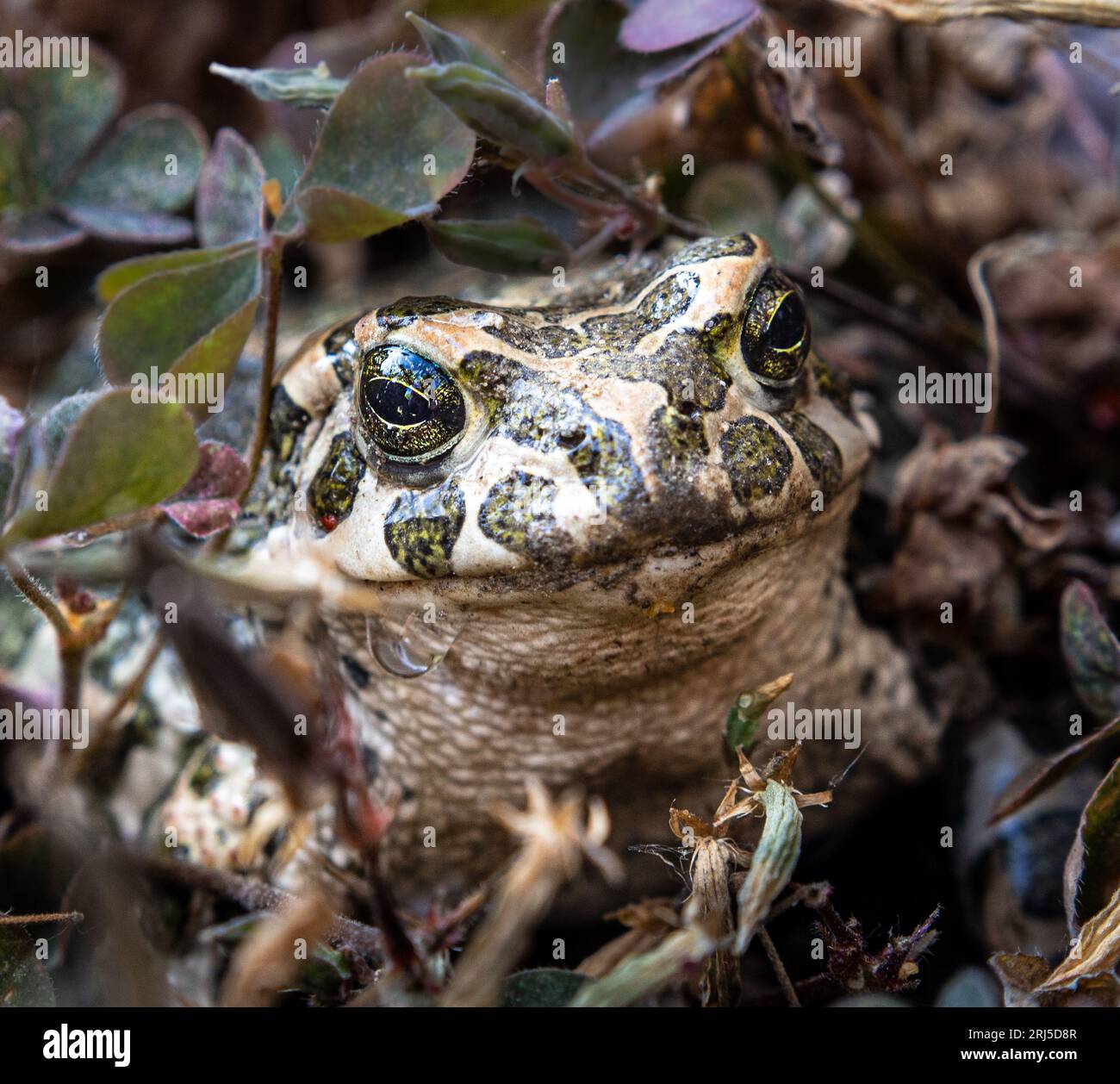 Green toad frog, Bufonidae Stock Photo
