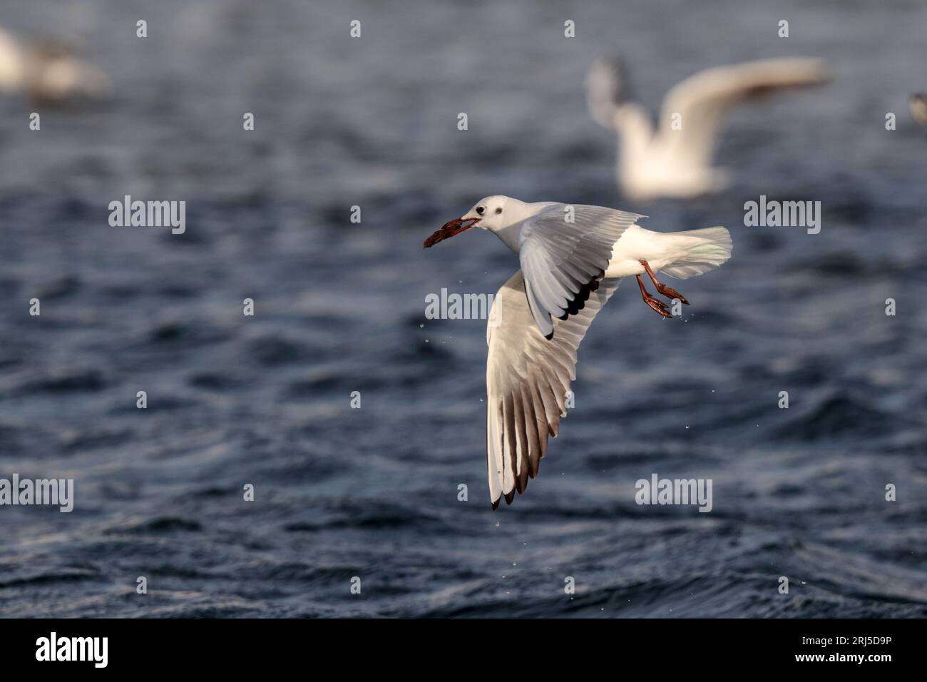 Flying juvenile black headed gull carrying a clump of dried seagrasses. Curious habit of gulls picking and carrying seagrass.. Malta, Mediterranean Stock Photo