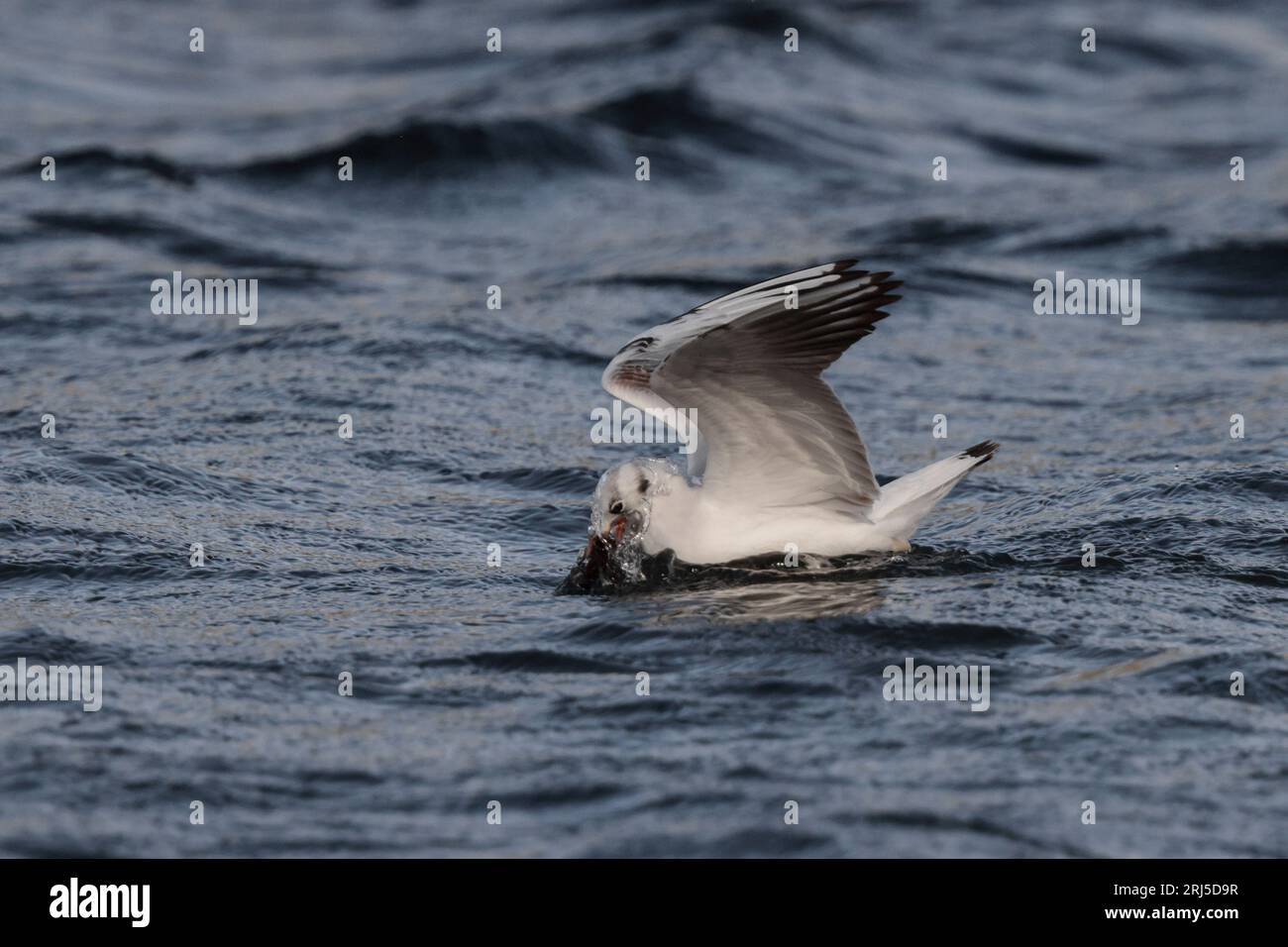 Juvenile black headed gull picking up a seagrass rhizome. Curious habit of gulls picking and carrying seagrass. Malta, Mediterranean Stock Photo
