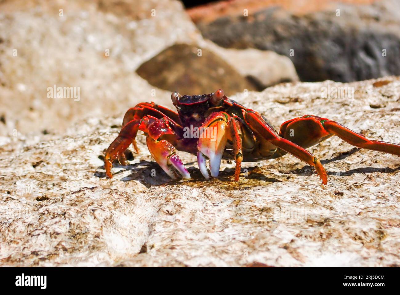 260 Crab Mallet Royalty-Free Photos and Stock Images