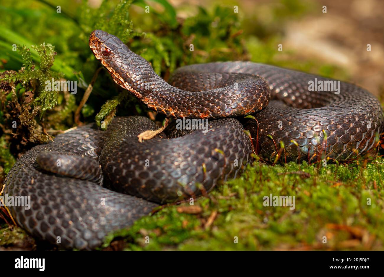 A closeup of a snake coiled and resting atop a bed of lush moss in a natural setting Stock Photo