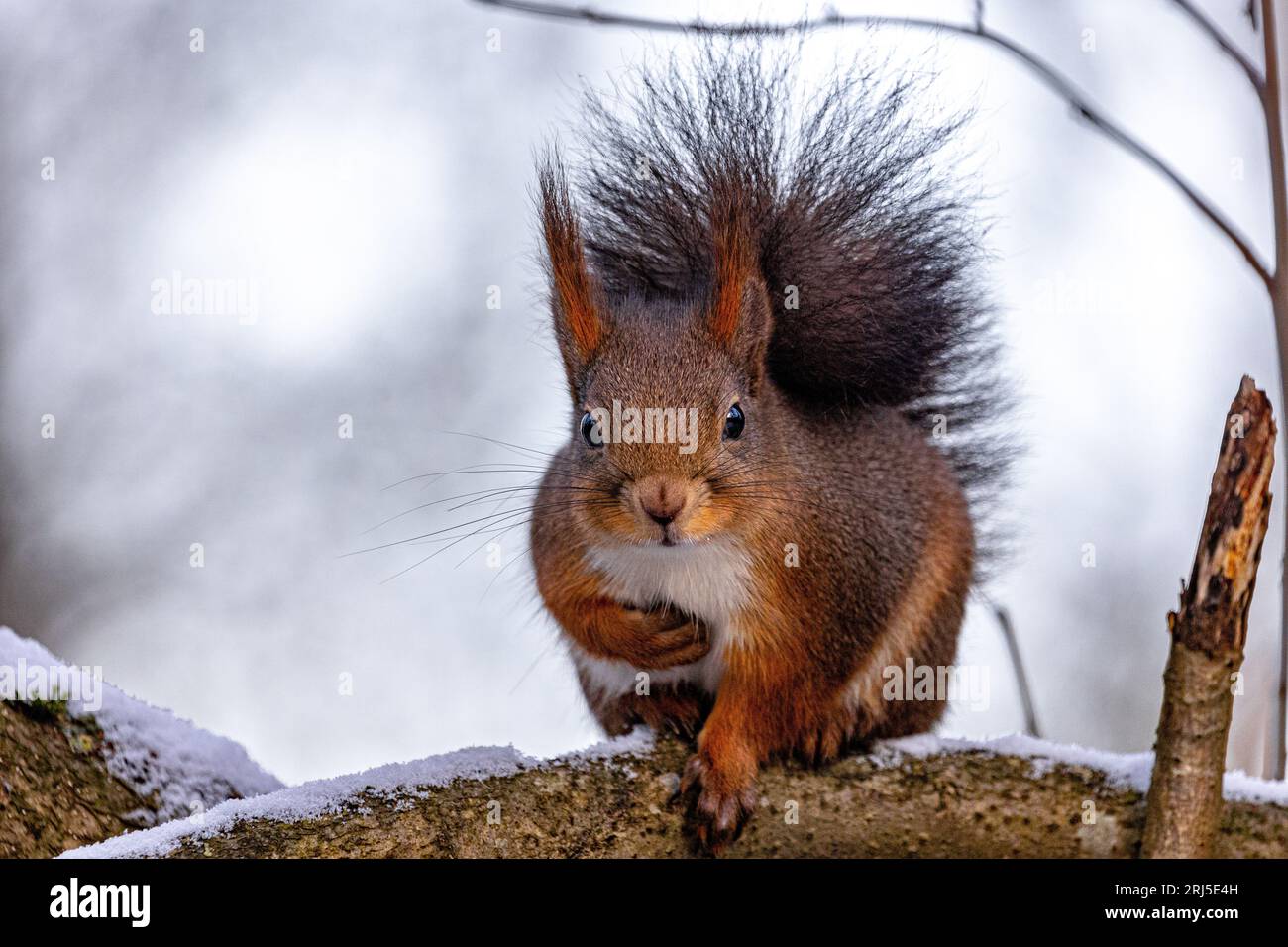 A cute red squirrel perched atop a snow-covered tree branch in a wintry landscape Stock Photo