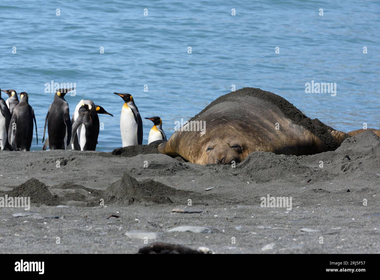 Elephant Seals lying in front of a group of King Penguins on the beach - South Georgia Island, Gold Harbour - Antarctica expedition Stock Photo