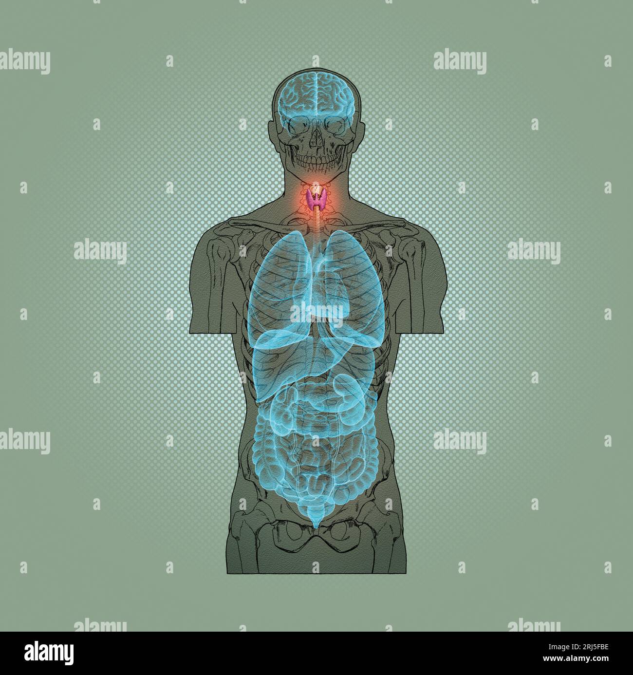 Illustration Series: Skeleton with Human Organs. Image 3 of 10 Stock Photo
