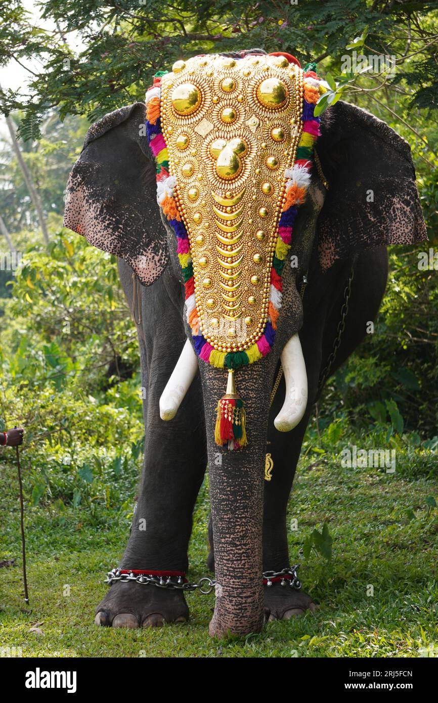 ㊄Exotic India Elephant