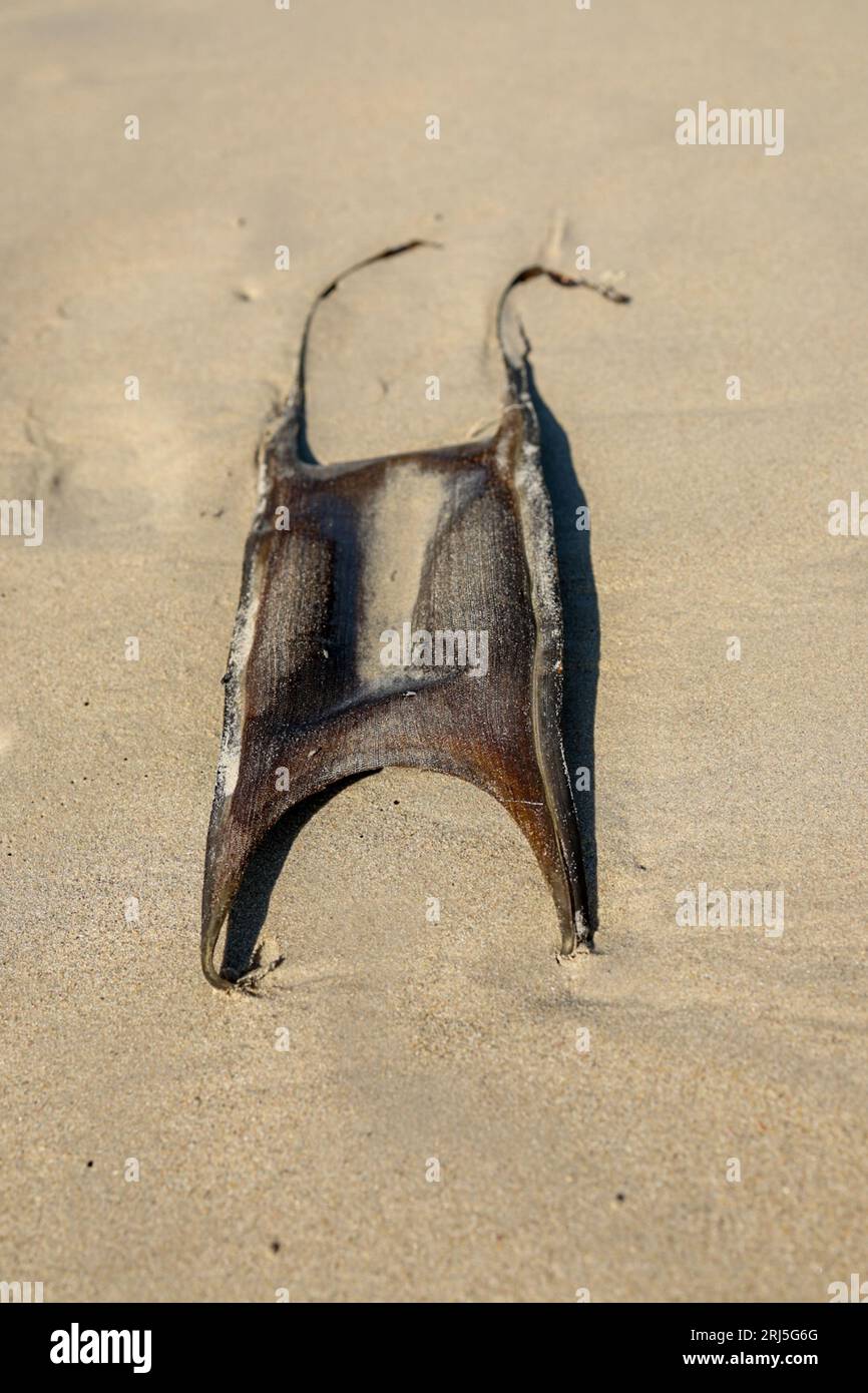 Dried up shark egg on South African beach Stock Photo Alamy