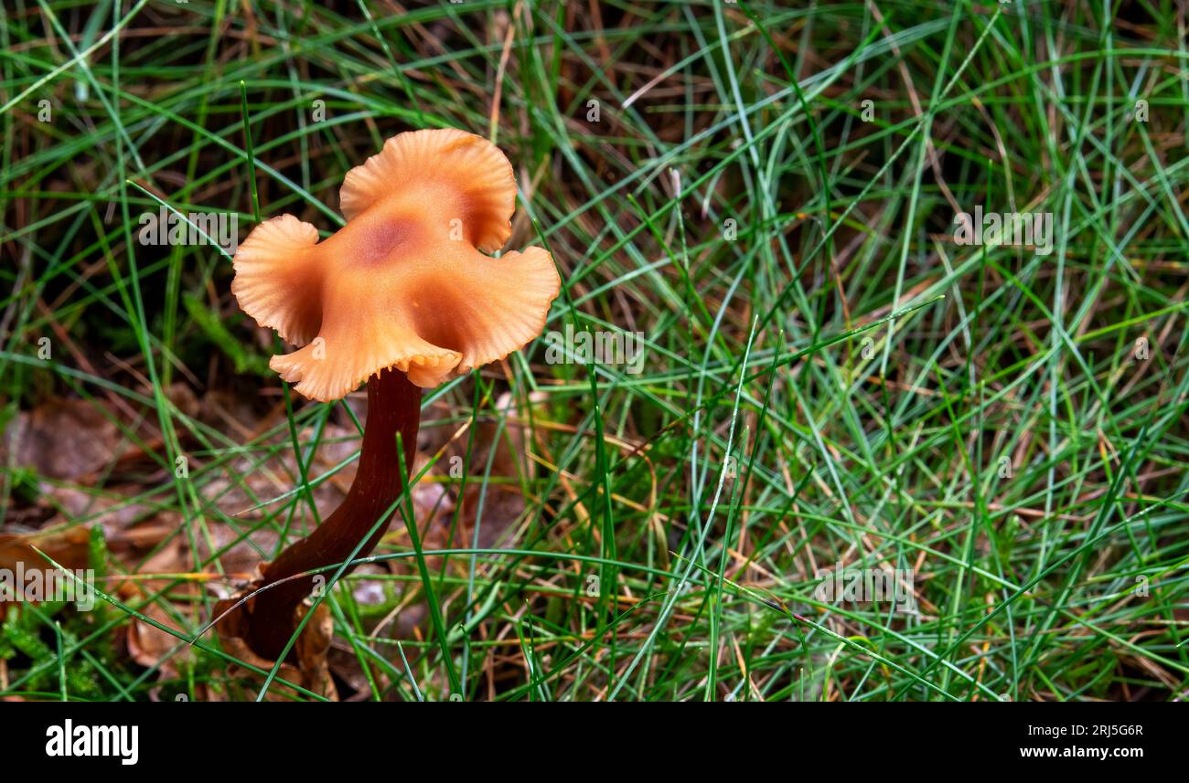 An eye-catching Laccaria fruit cap with its twisting curling marginal form, Beacon Wood, Penrith, Cumbria, UK Stock Photo