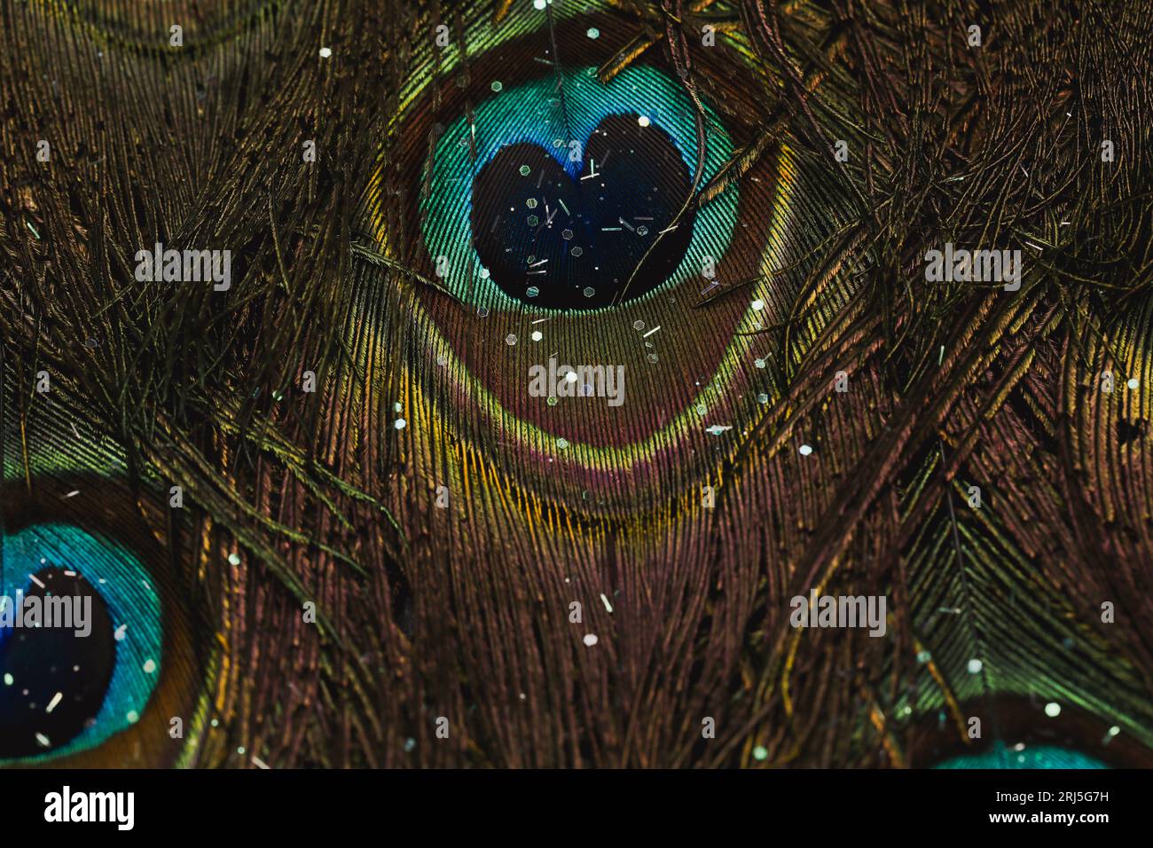 A closeup of Peacock feather background Stock Photo - Alamy