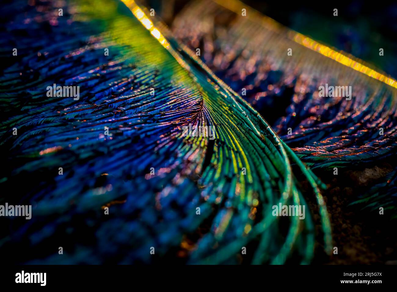 A closeup of Peacock feather background Stock Photo - Alamy
