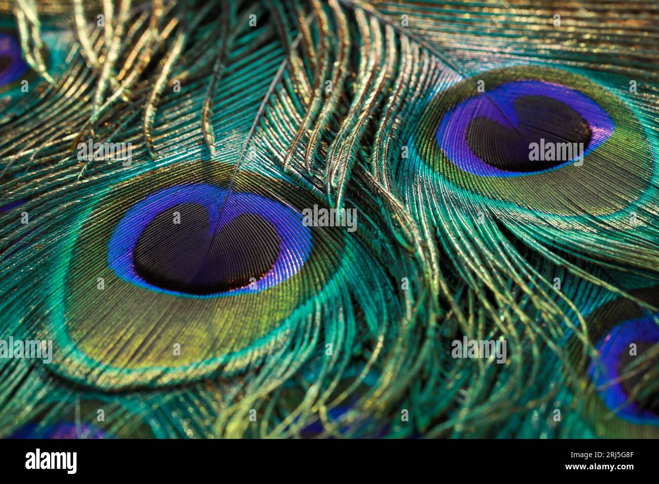 A closeup of Peacock feather background Stock Photo - Alamy