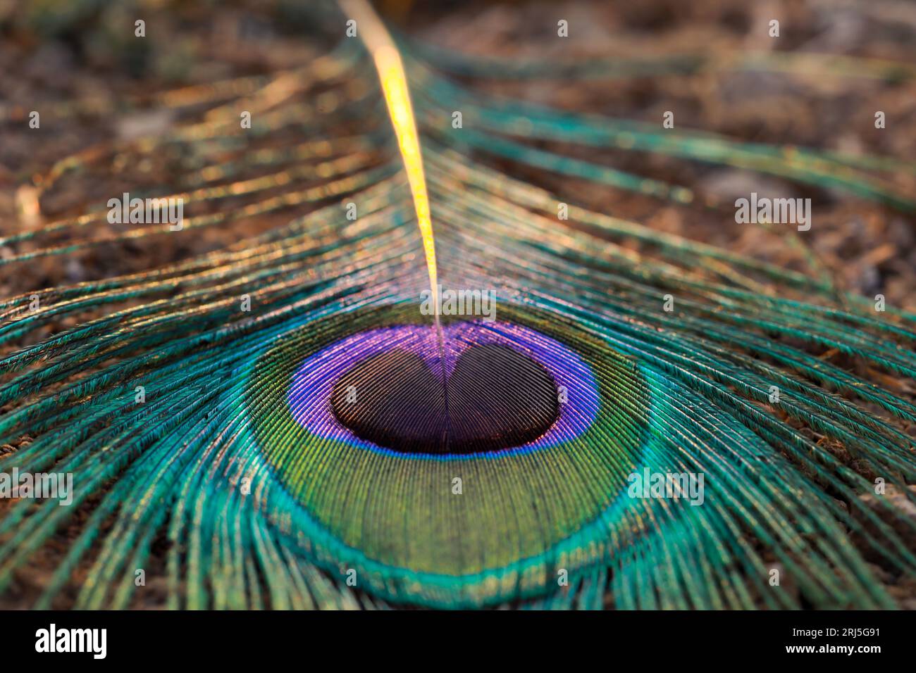 A closeup of Peacock feather background Stock Photo - Alamy