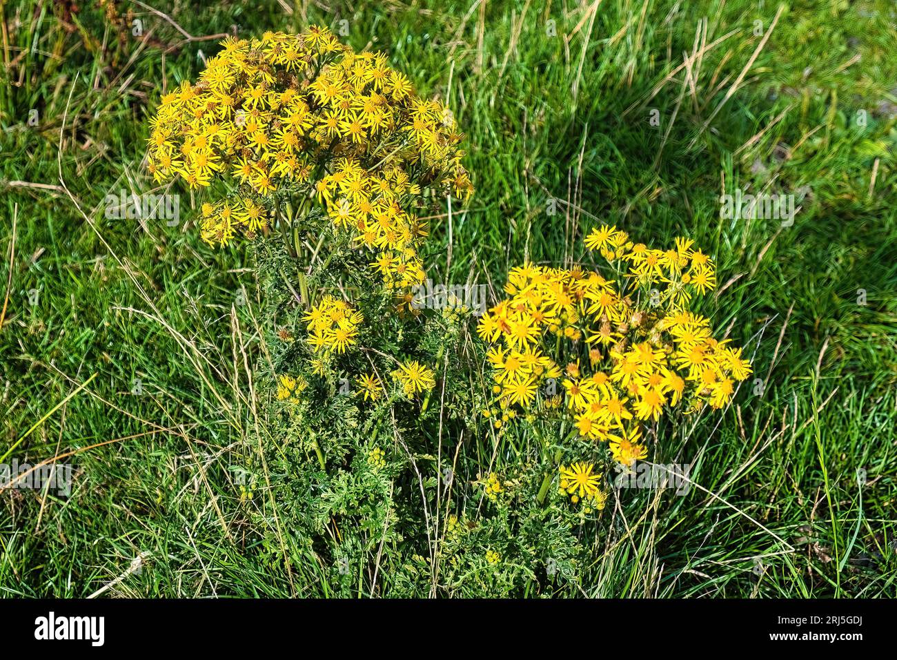 Tansy ragwort (Jacobaea vulgaris, syn. Senecio jacobaea) with yellow flowers in a meadow Stock Photo