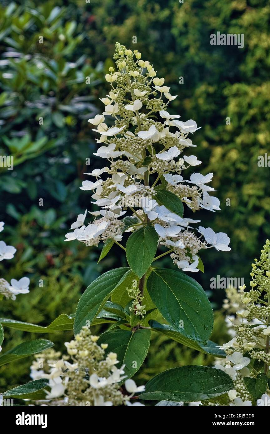 Pure white flowers and flower buds of Hortensia (Hydrangea paniculata Levana) Stock Photo