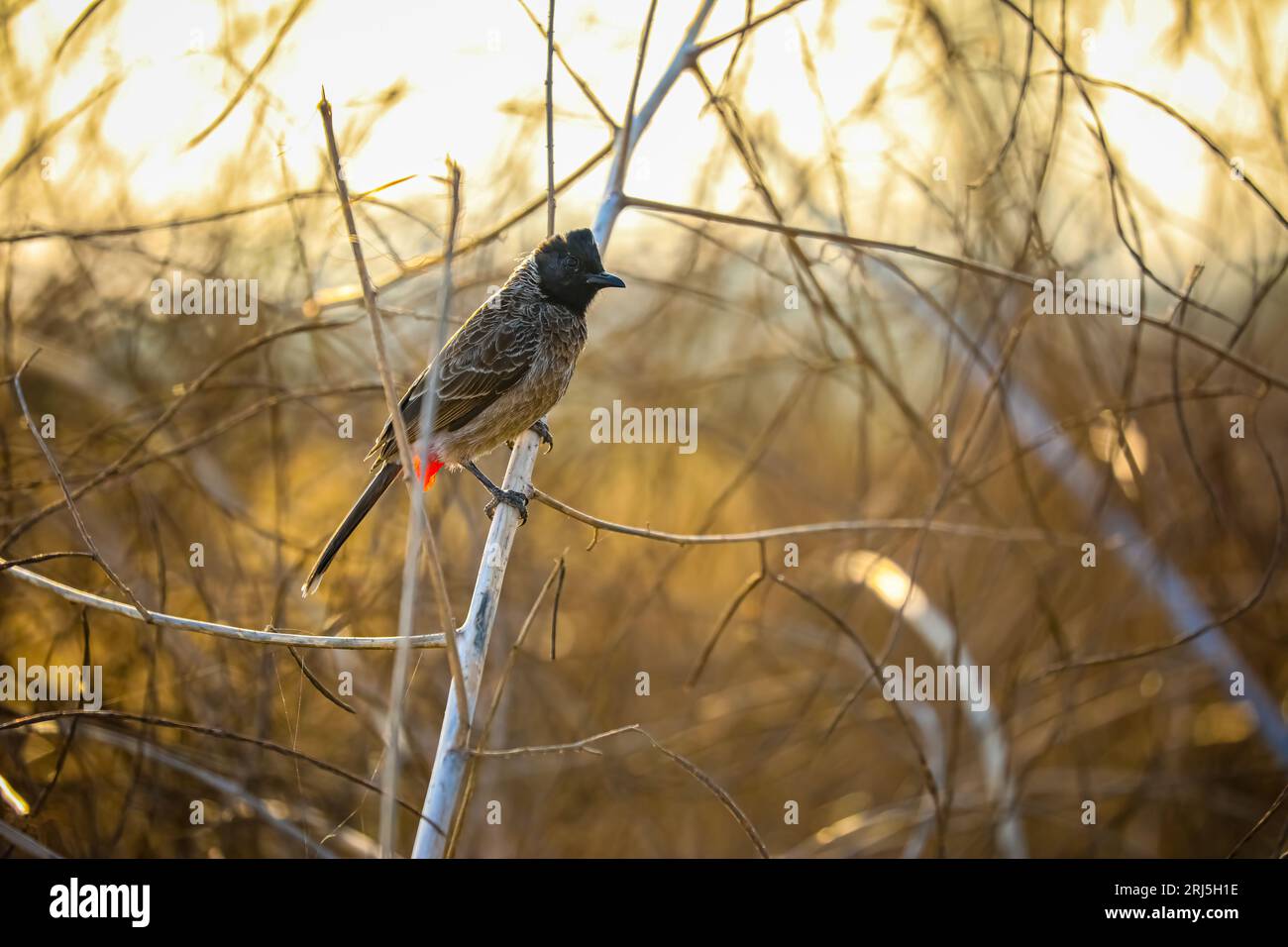 The red-vented bulbul (Pycnonotus cafer) perched on a branch Stock Photo