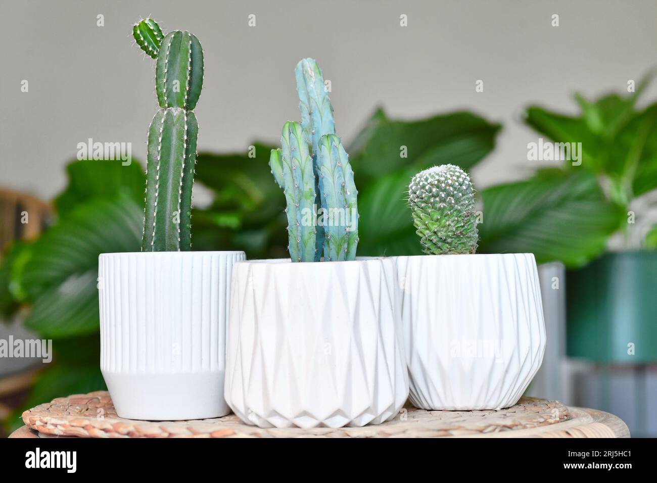 Different small cacti houseplants in flower pots on table in living room Stock Photo