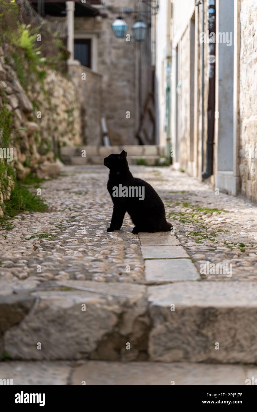 A black cat with a sleek coat is perched atop a brick wall that lines ...