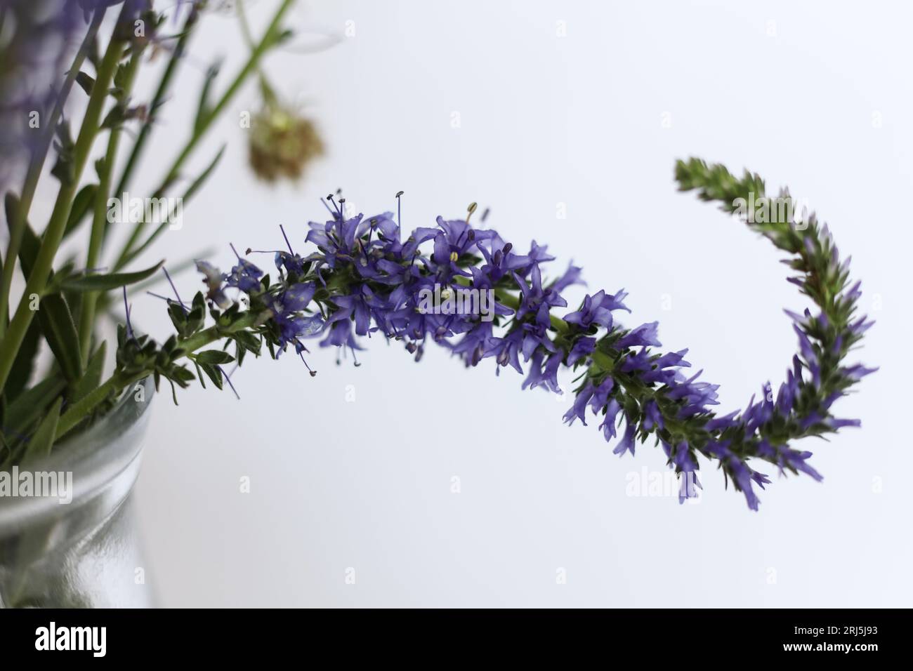 a macro of veronica officinalis flowers with a white background Stock Photo
