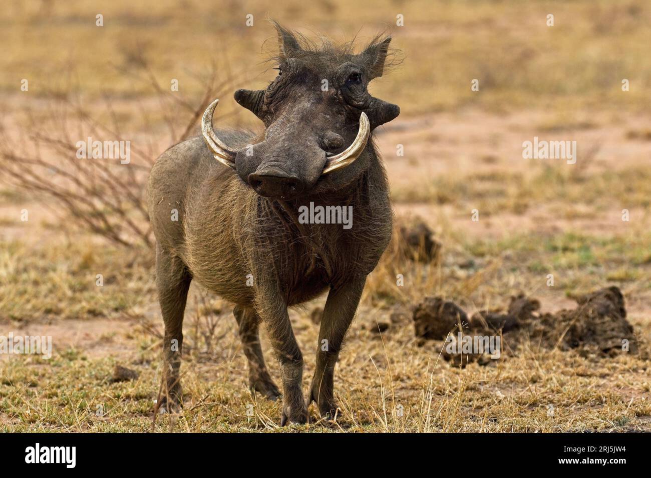 A warthog stands in a lush, green grassy field Stock Photo
