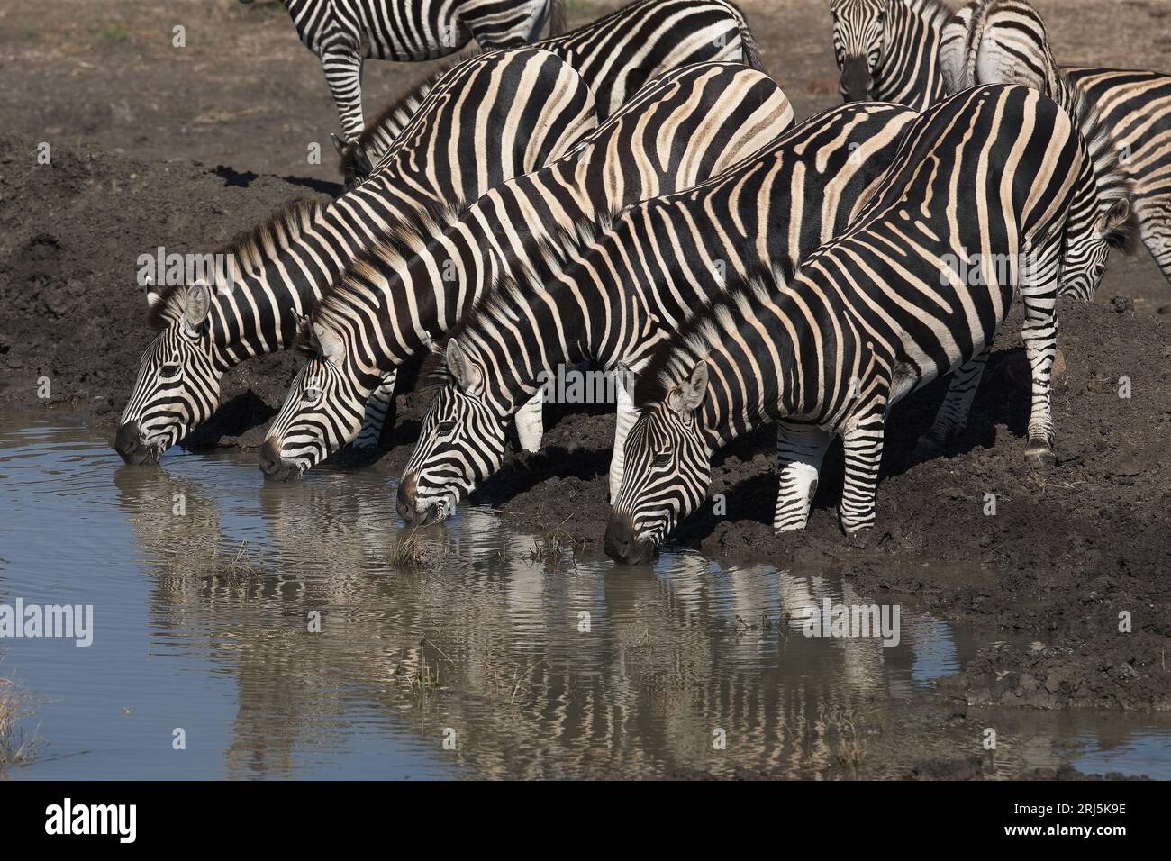 Zebra Hand Some The four zebra gracefully unite in symmetry as they stand side by side ...