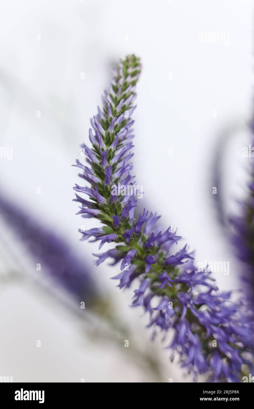 a macro of veronica officinalis flowers with a white background Stock Photo